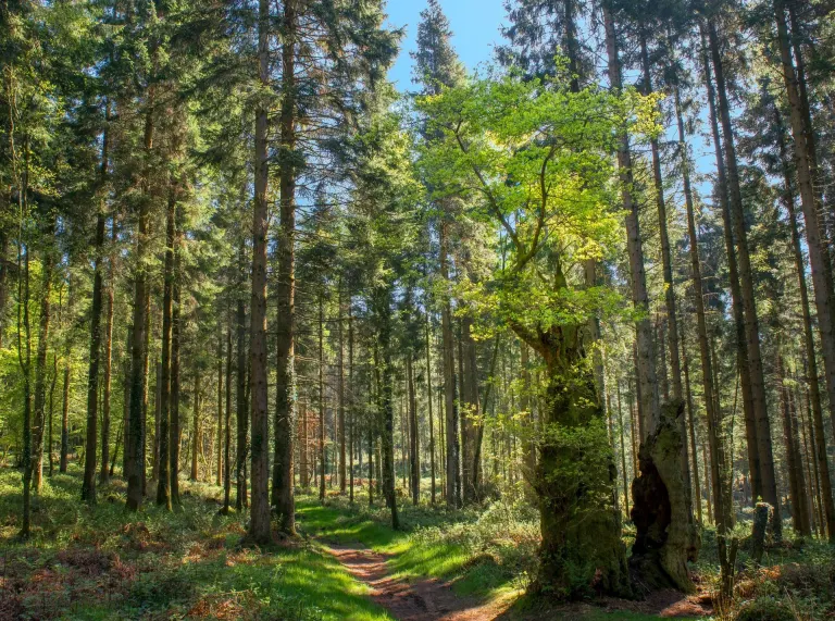 A lush green forest with a path running through it