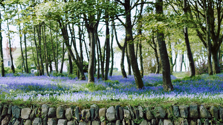 Bluebells in wood near Melin Tregwynt 
