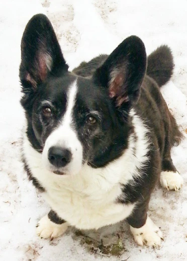A black and white Corgi staring up at the camera.
