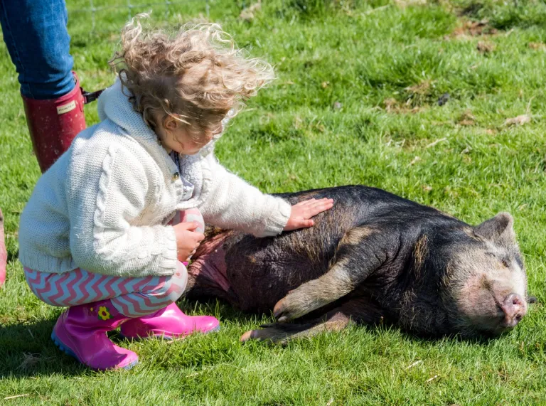 A little girl stroking a pig.