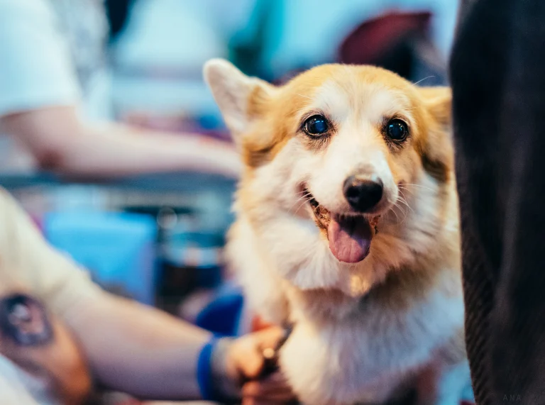 A Corgi smiling at the camera