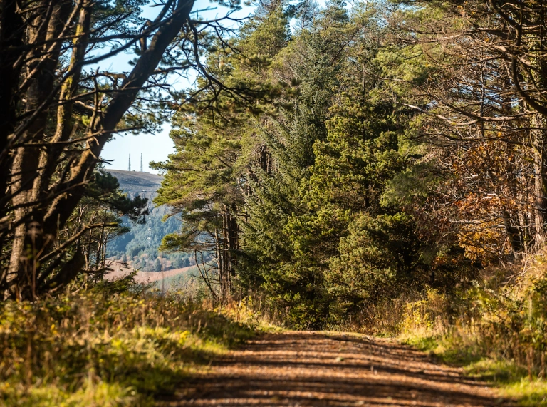 A path running through a forest.