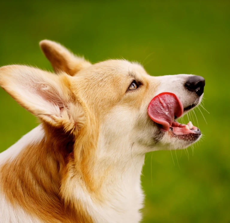 Side profile of a Corgi licking its lips