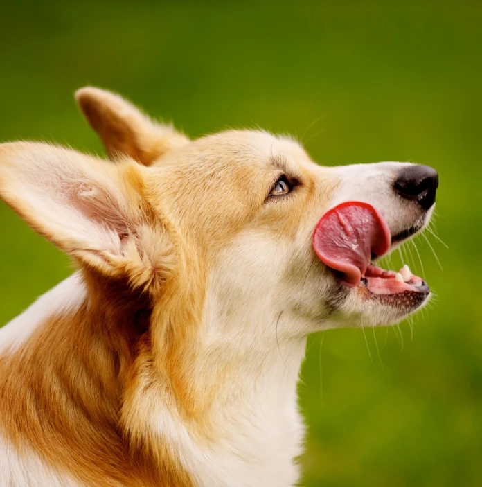 Side profile of a Corgi licking its lips