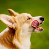 Side profile of a Corgi licking its lips