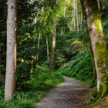 A woodland path winding between trees