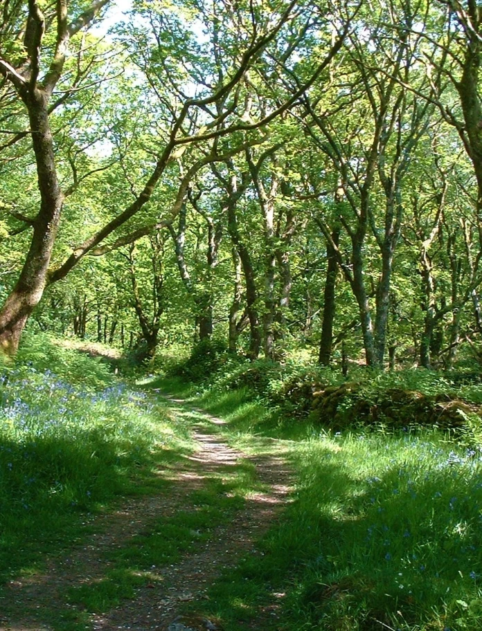 A path through bluebell filled woodlands.