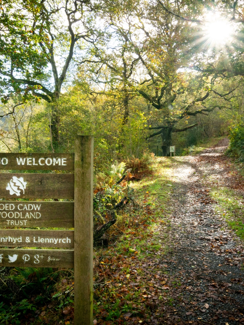 A wooden sign at the entrance to a native woodland.