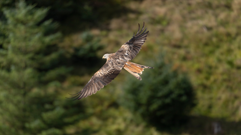 Red Kite feeding from hide, Bwlch Nant yr Arian