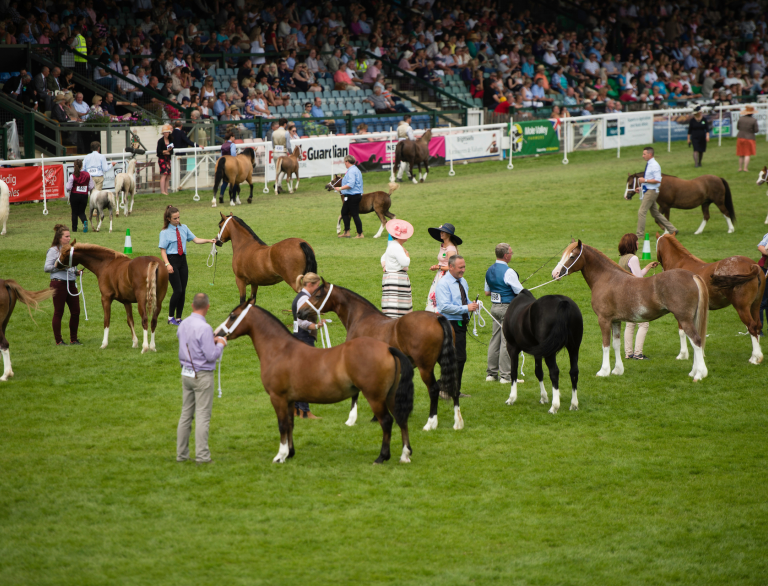 Foreground people holding onto Welsh cobs (horses) at showground, with people sat watching in the background
