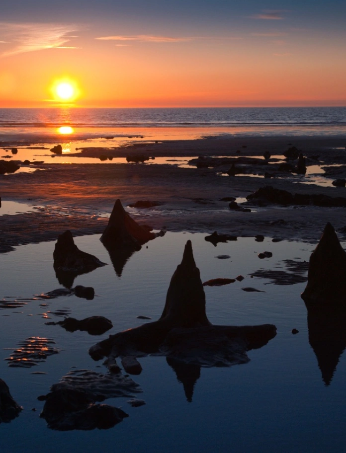 Souches d'arbres sur la plage au coucher du soleil Forêt submergée.