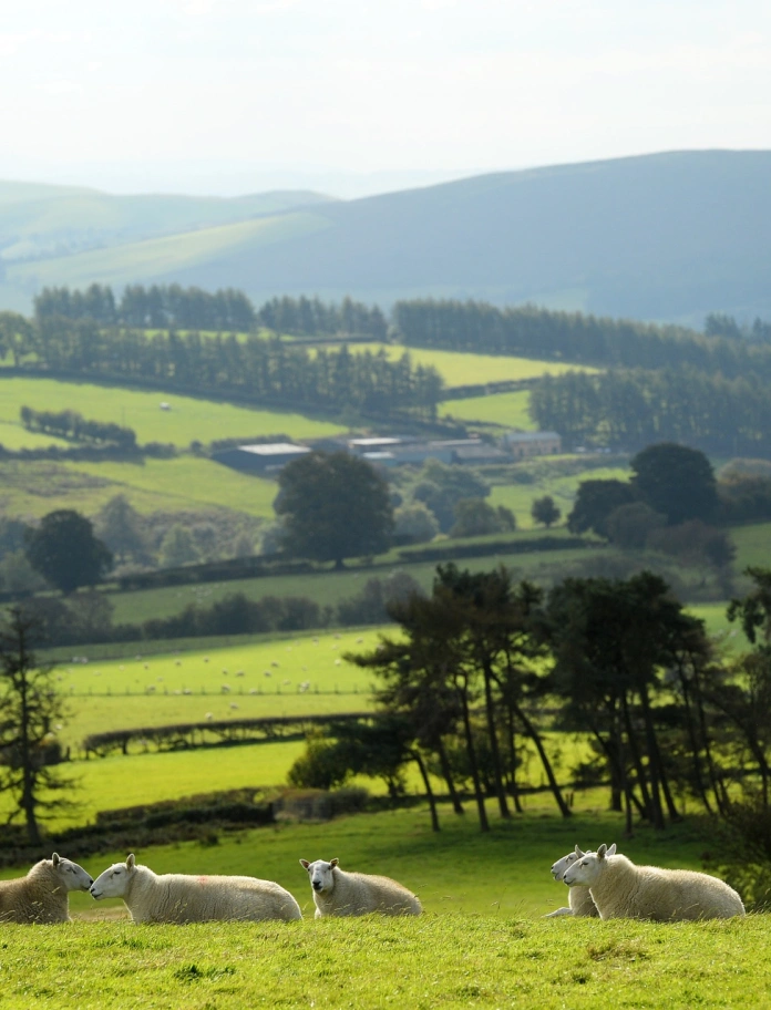 Sheep laying in a green field.