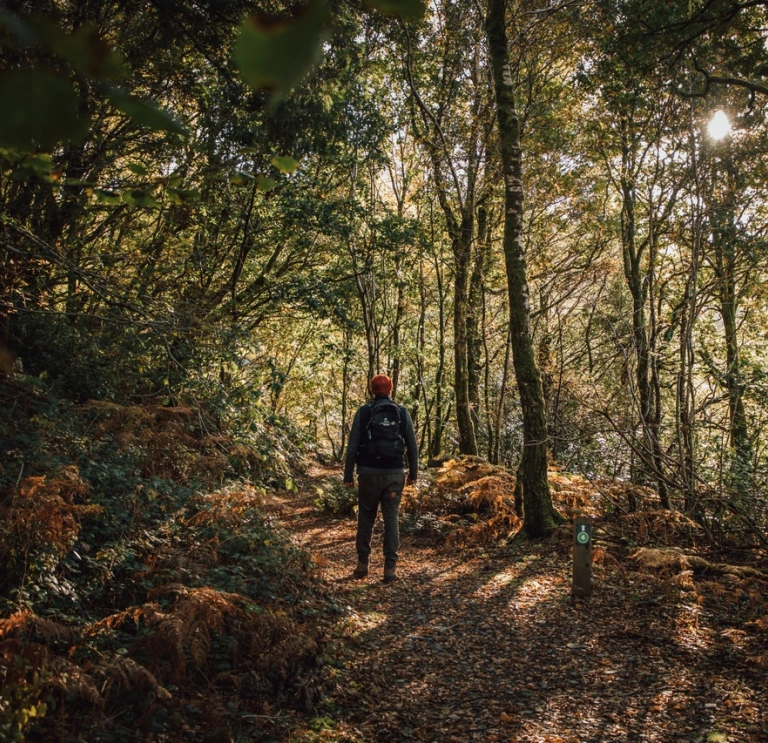 A man walking through a forest