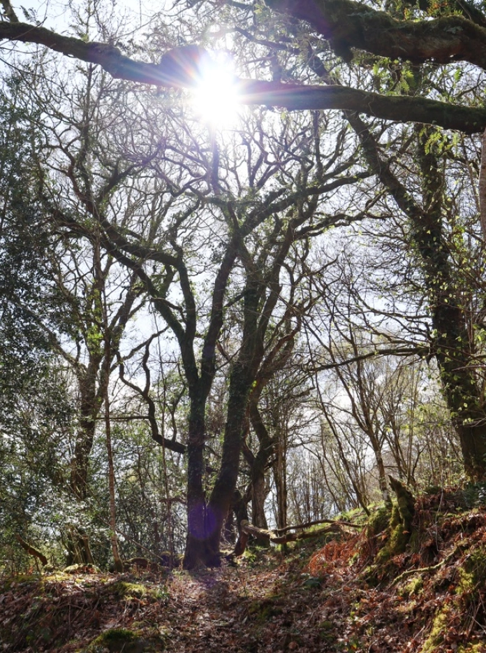Ancient trees in a Celtic Rainforest site.