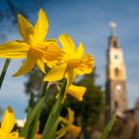 Narzissen und Campanile im Frühjahr, Portmeirion, Llyn Halbinsel