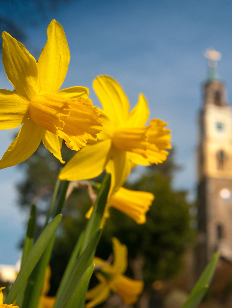 Narzissen und Campanile im Frühjahr, Portmeirion, Llyn Halbinsel