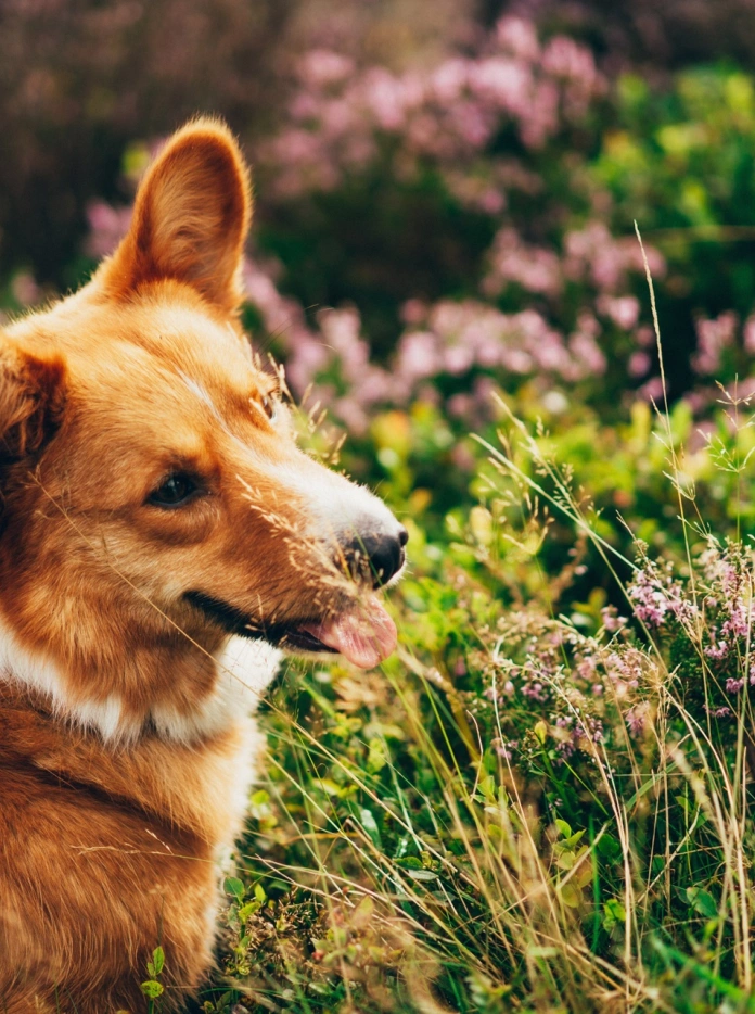 A Welsh corgi sitting in a field