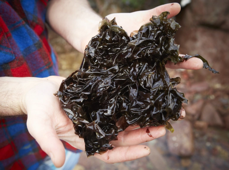 Hands holding fresh seaweed
