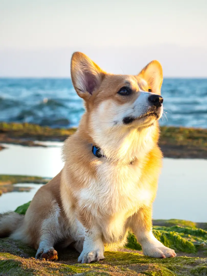 Brown and White Corgi on Rock Formation Near Body of Water