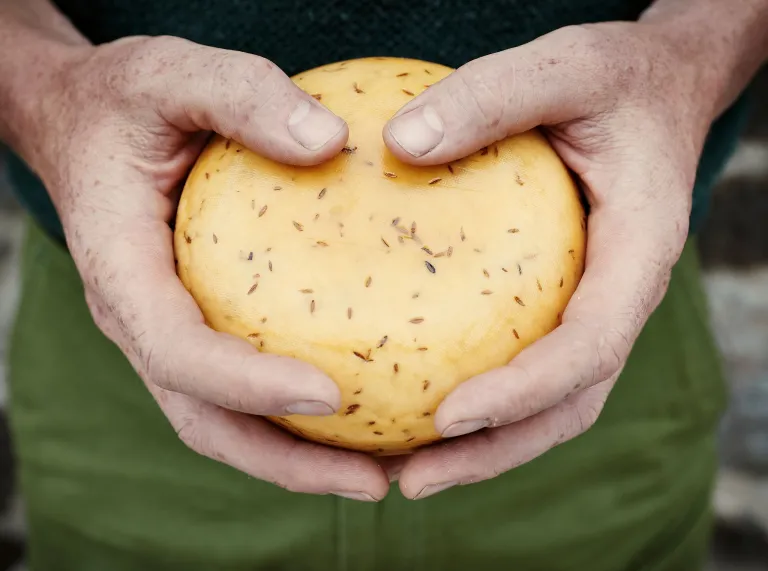 Two hands holding a round wheel of cheese
