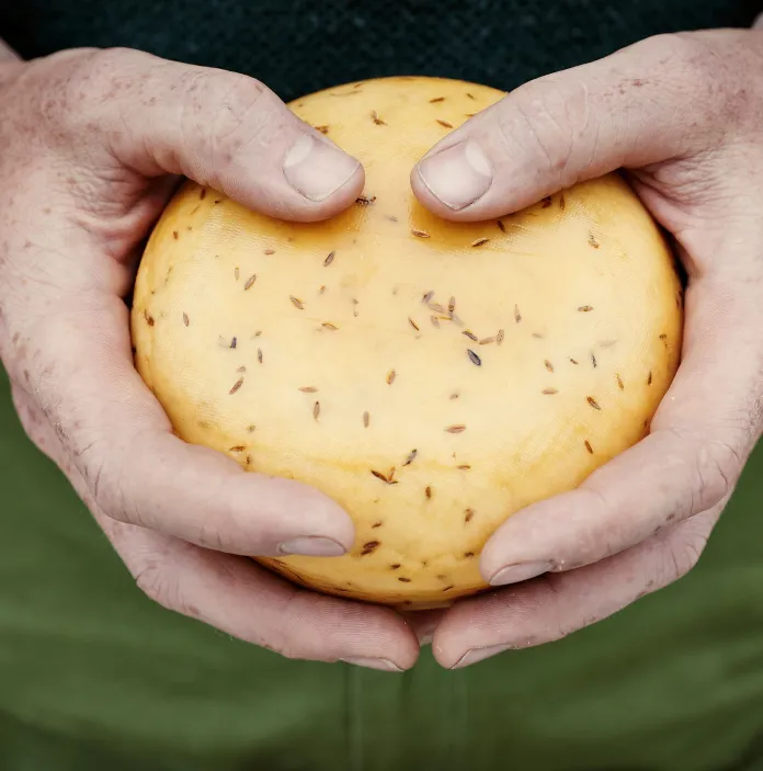 Two hands holding a round wheel of cheese