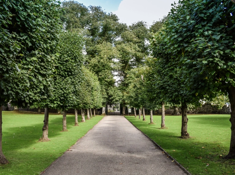 A tree lined path.