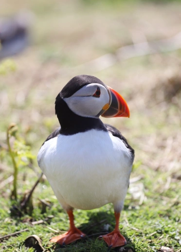 Un macareux moine sur l'île de Skomer, Pembrokeshire.