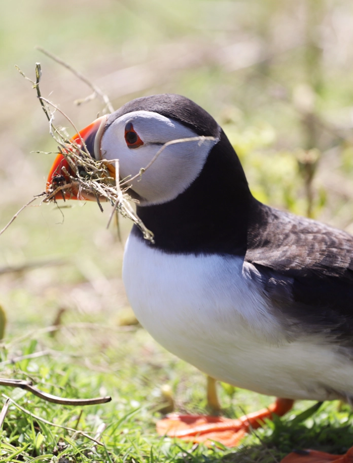 Puffin on vegetation, Skomer Island