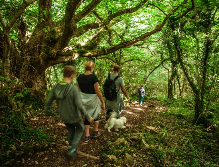 Three people with a dog walking through a forest