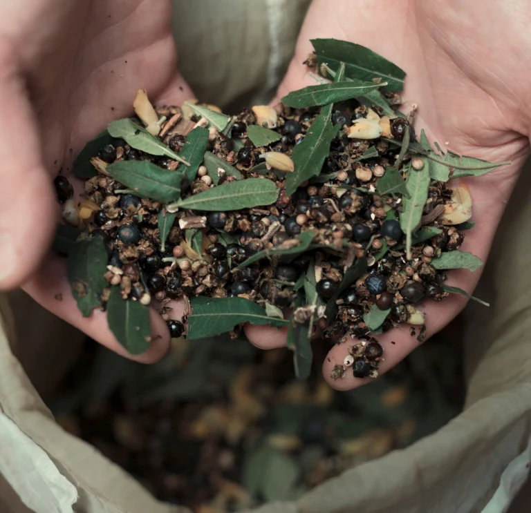 Myrte des marais et genièvre fraîchement acheté