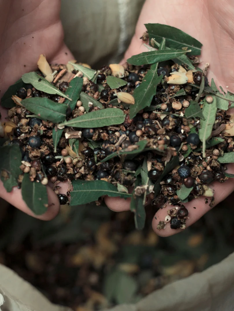 Bog myrtle and juniper freshly sourced