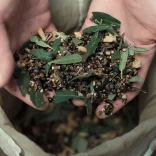 Bog myrtle and juniper freshly sourced