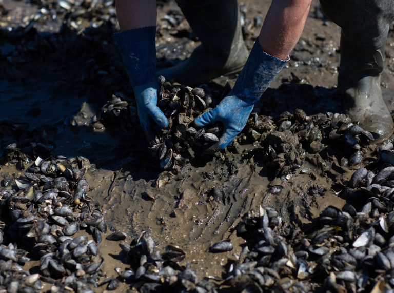 Par de manos en guantes azules recogiendo mejillones del barro