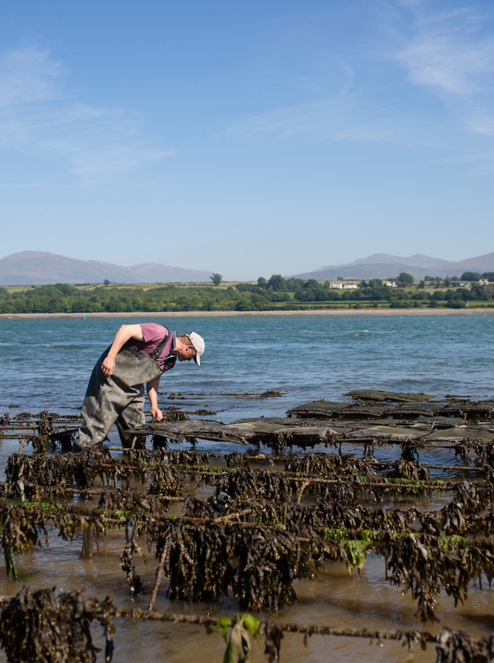 Shaun Krijnen de Menai Oysters inspeccionando sus bastidores de ostras.