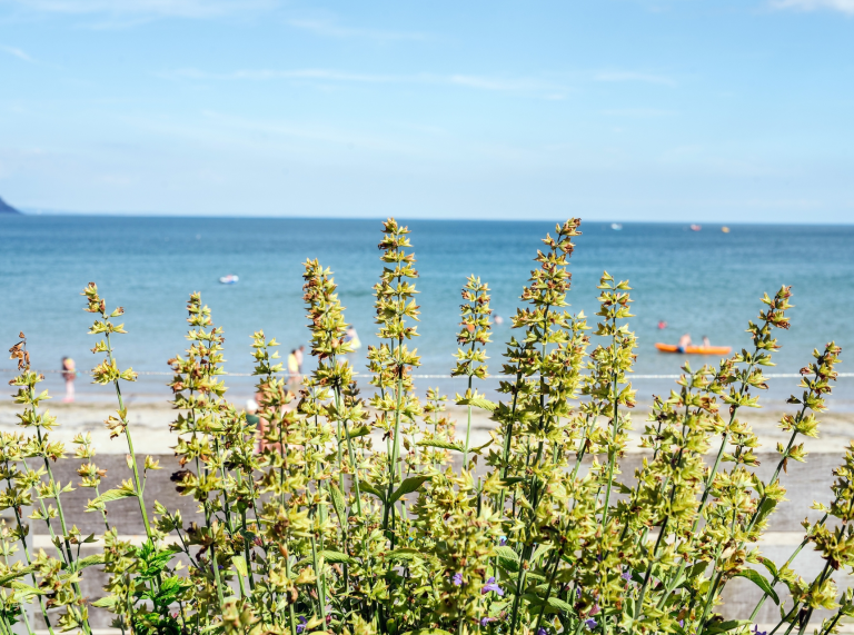 The view from Beach House restaurant: a plant with the sea in the background.