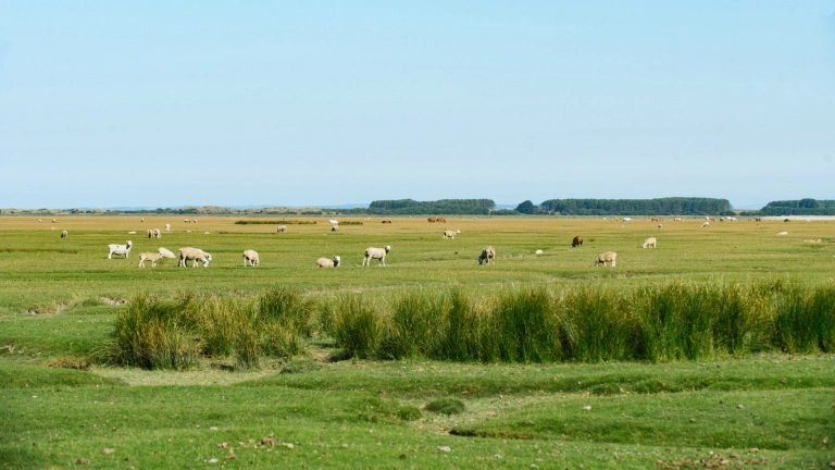 Sheep grazing on the salt marshes of Weobley Castle Farm, Gower.