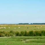 Sheep grazing on the salt marshes of Weobley Castle Farm, Gower.
