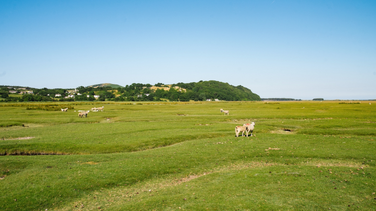 Moutons paissant dans les prés salés de Weobley Castle Farm, Gower.
