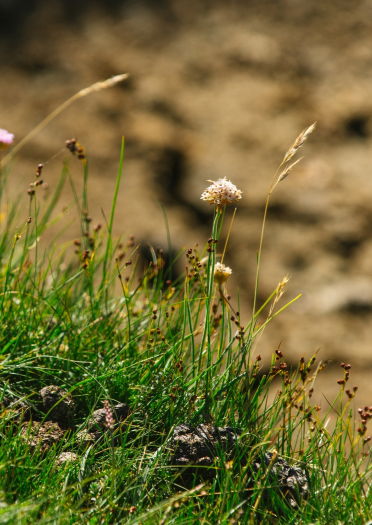 Gros plan des plantes dans les prés salés de la péninsule du Gower.