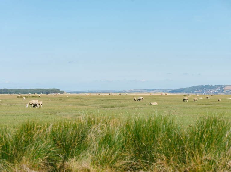 Moutons paissant dans les prés salés de Gower.